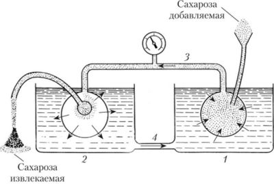 Пробное ОЗП - Биология / Методика преподавания