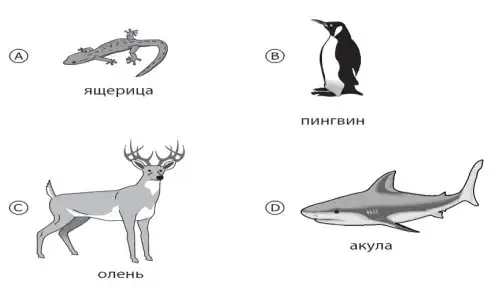 МОДО 4 класс - пробное онлайн тестирование