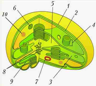 Пробное ОЗП - Химия / Биология / Методика преподавания