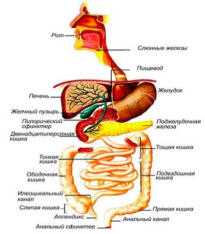 Пробное ОЗП - Биология / Методика преподавания