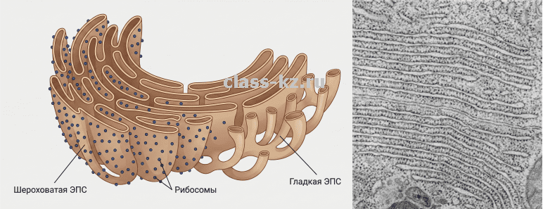 Схема строения шероховатого и гладкого эндоплазматического ретикулума с рибосомами