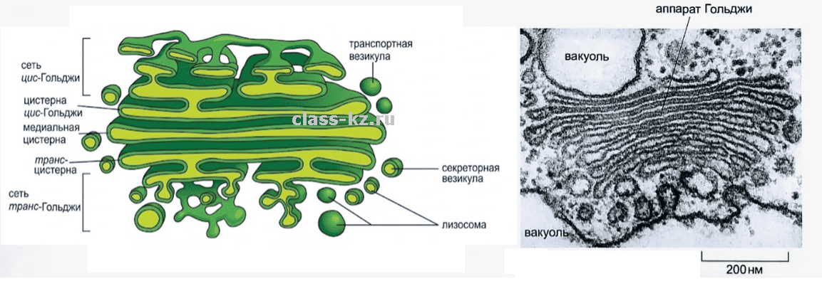 Строение комплекса Гольджи: цис-сеть, транс-сеть и везикулы