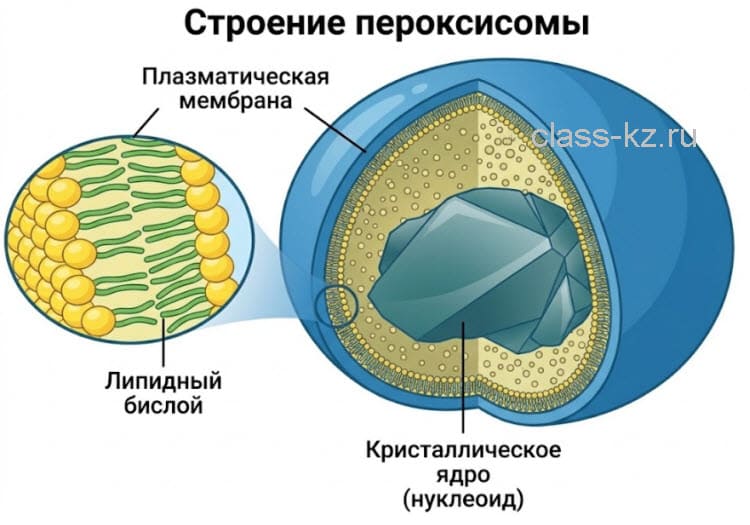 Микрофотография пероксисомы с кристаллическим ядром