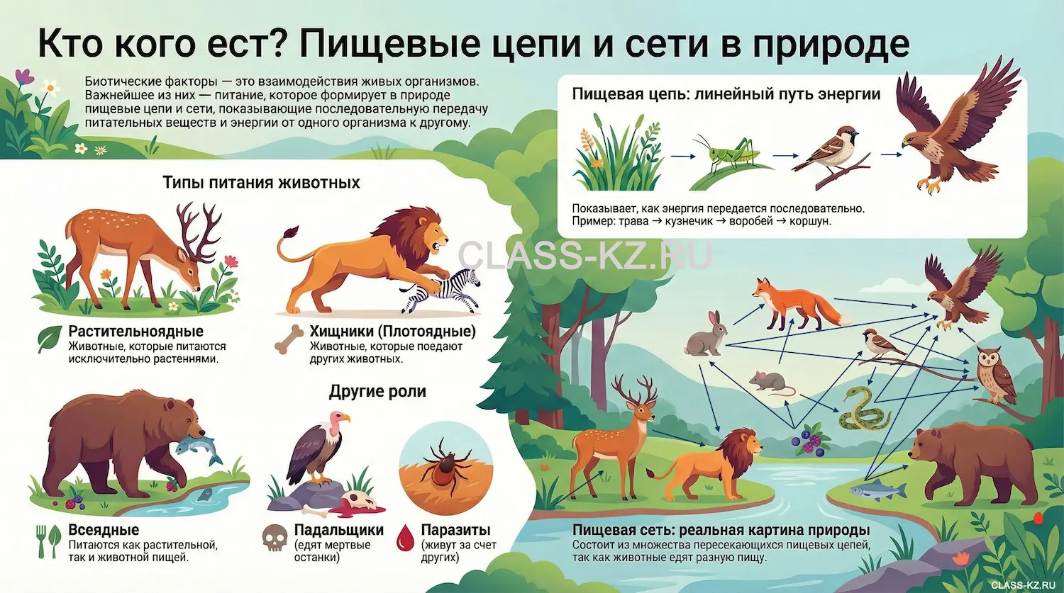 Пищевые-цепи-и-сети-класс-кз-инфографика