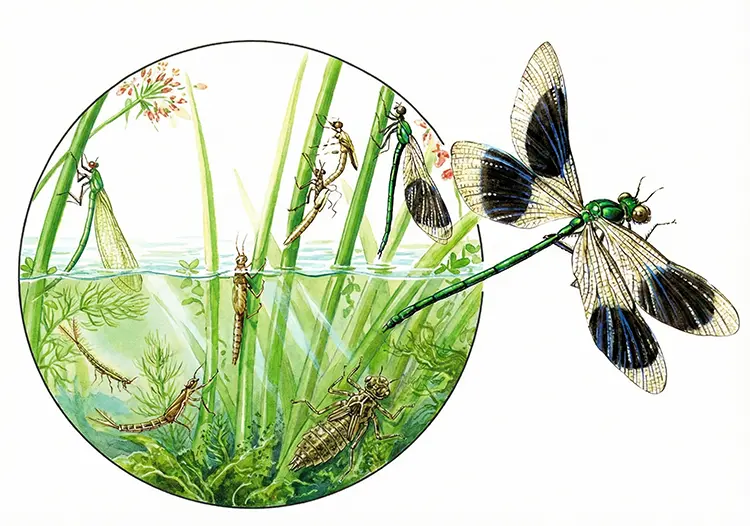 питание-личинок-и-взрослой-стрекозы-класс-кз