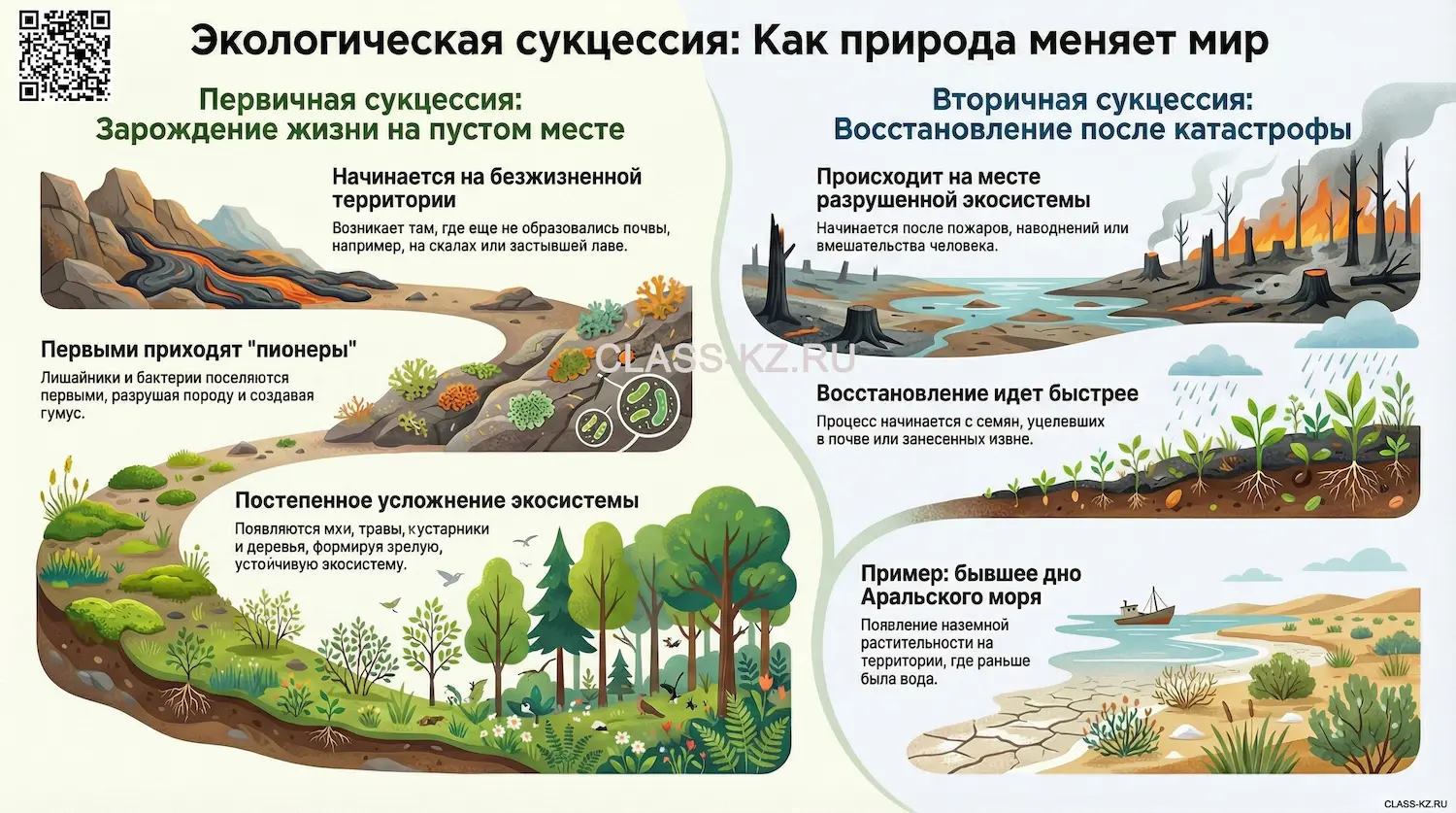 Смена-экосистем-сукцессии