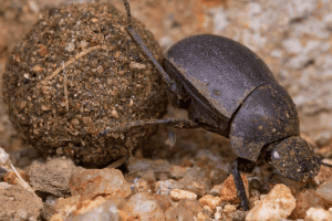 жук навозник