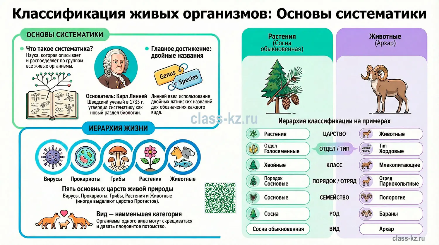 инфографика-систематика