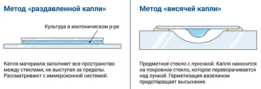 метод-раздавленной-и-висячей-капли