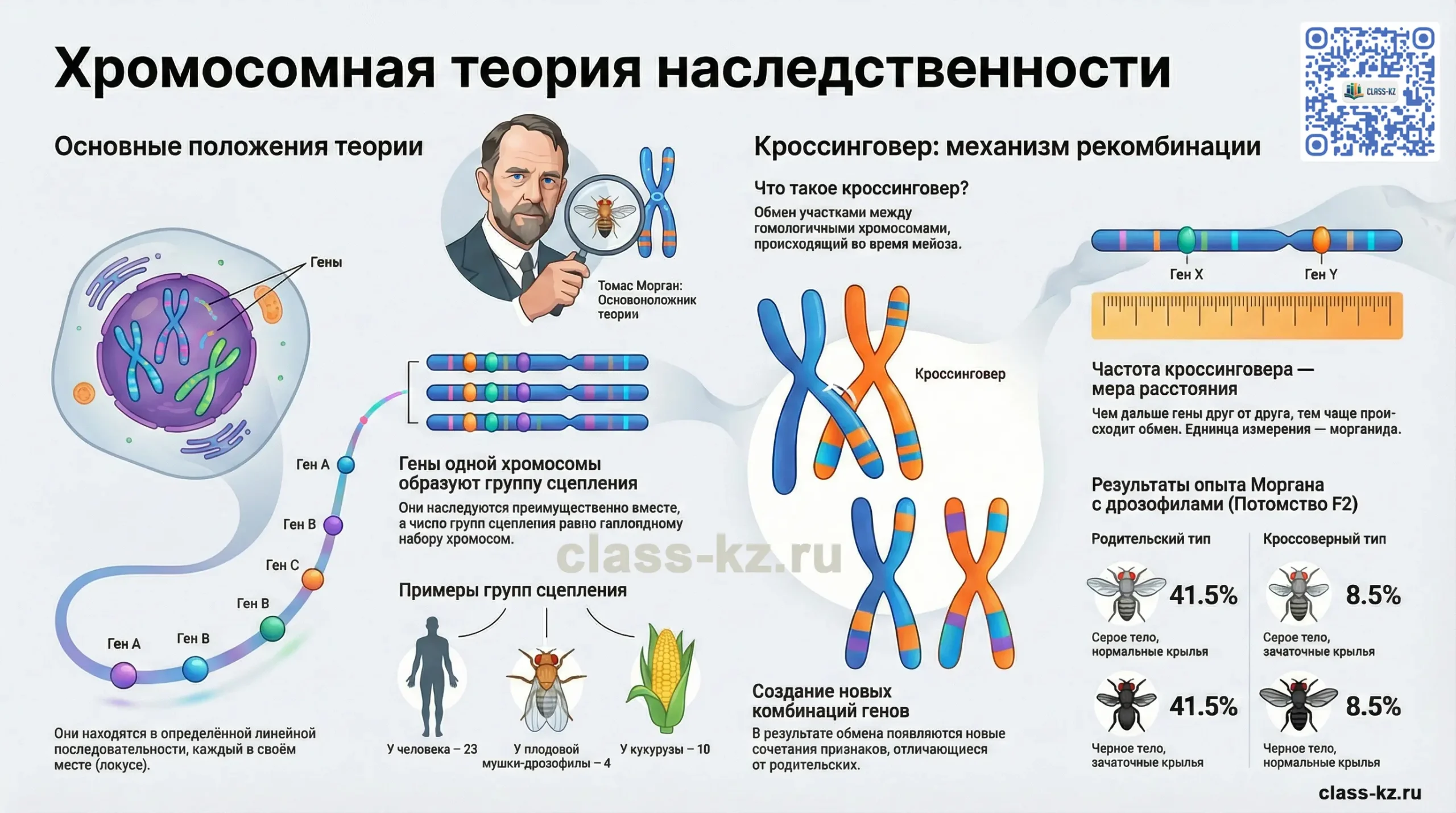 информатика-хромосомная-теория-наследственности