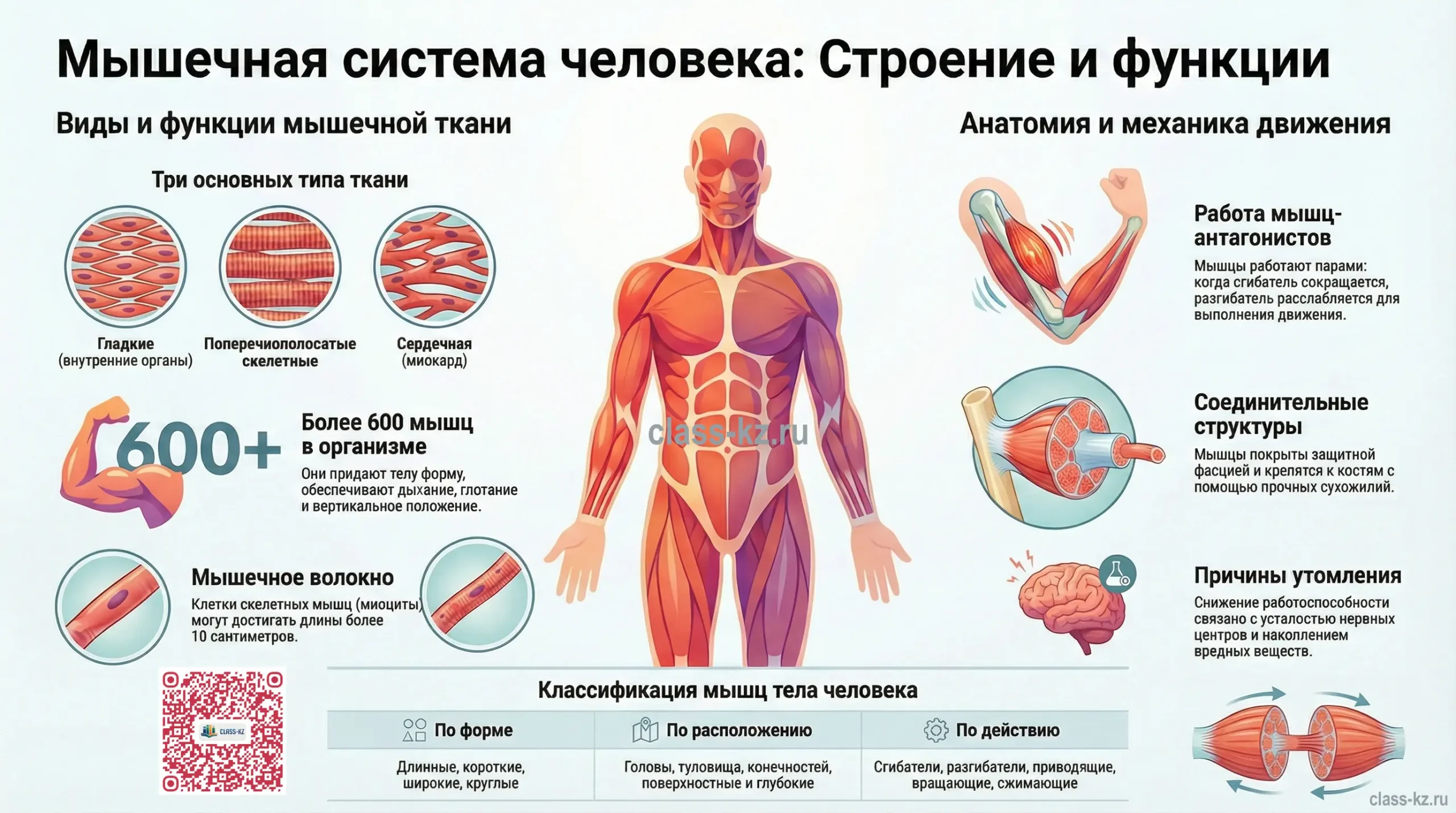 классификация-мышц-инфографика