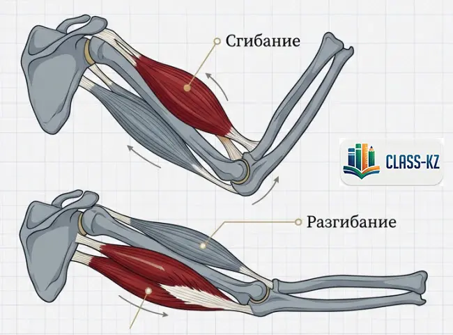 сгибание-разгибание-конечностей