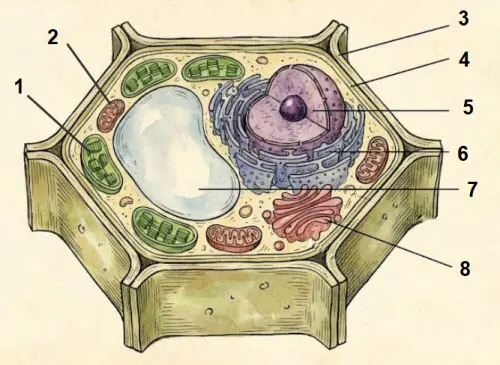 строение-растительной-клетки-мембраны