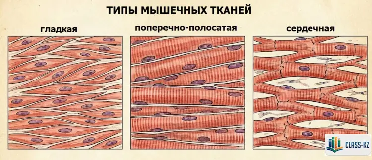 типы-мышечных-тканей