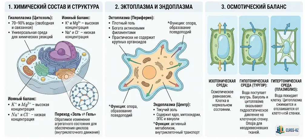 цитоплазма