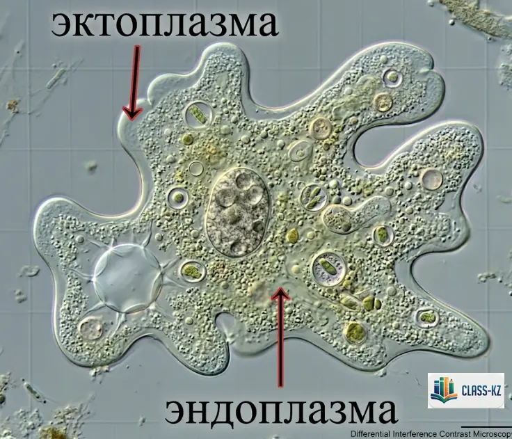эктоплазма-эндоплазма