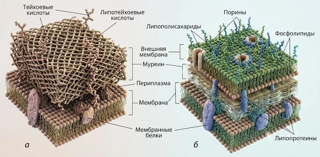 грамположительные-и-грамотрицательные-бактерии