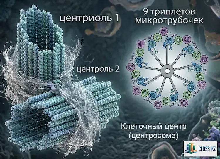 клеточный-центр