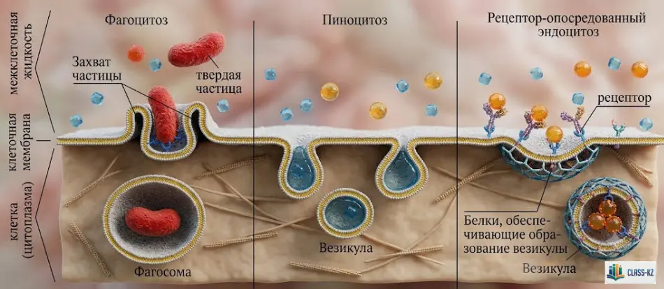 везикулярный-транспорт-веществ