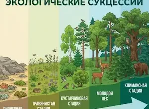 смена экосистем сукцессии первичная и вторичная